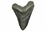 Fossil Megalodon Tooth - South Carolina #374678-1